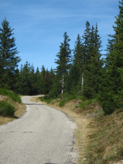 la route forestière du Lingas