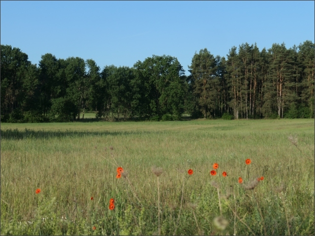photo26